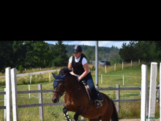 hästar Bästa vännen säljes i Mellerud - Annons 10