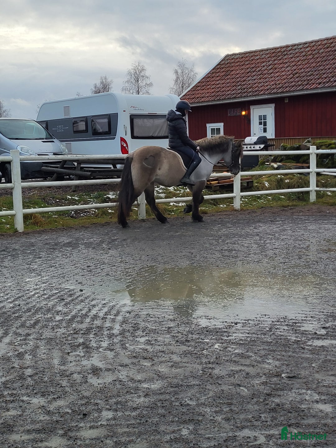 Island hästar till salu: Tindra i Vårgårda - Annons 5