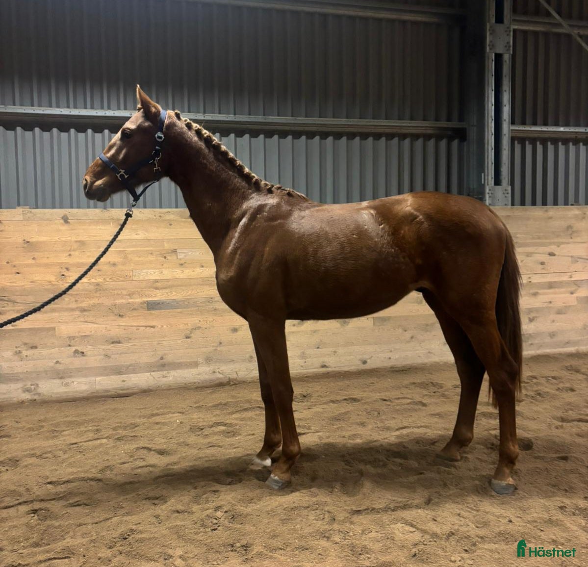 Dressyr hästar till salu: Underbar 3 års hingst - Annons 4