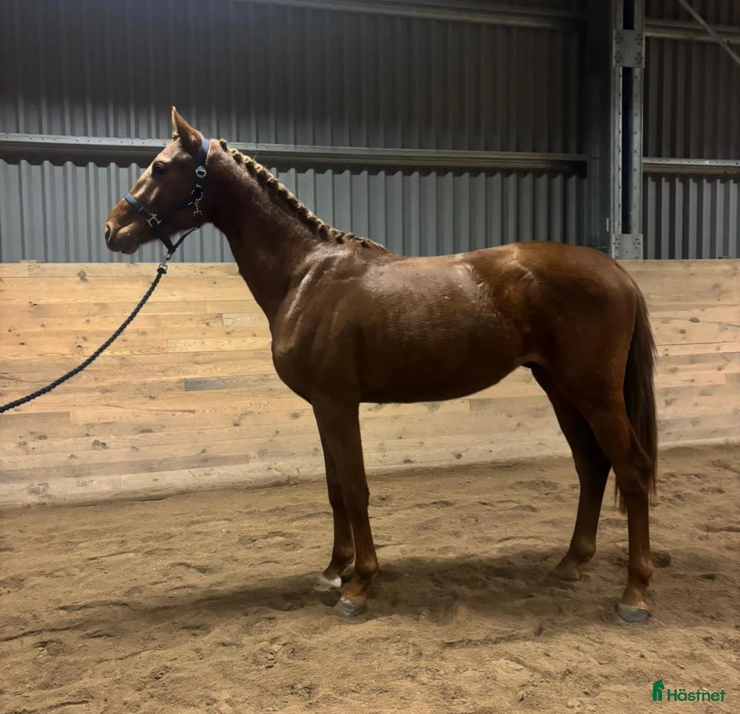 Dressyr hästar till salu: Underbar 3 års hingst - Annons 1