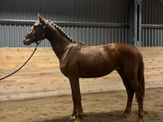 Dressyr hästar till salu: Underbar 3 års hingst - Annons 4