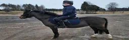 Allround hästar till salu: Världens bästa ponny! - Annons 19