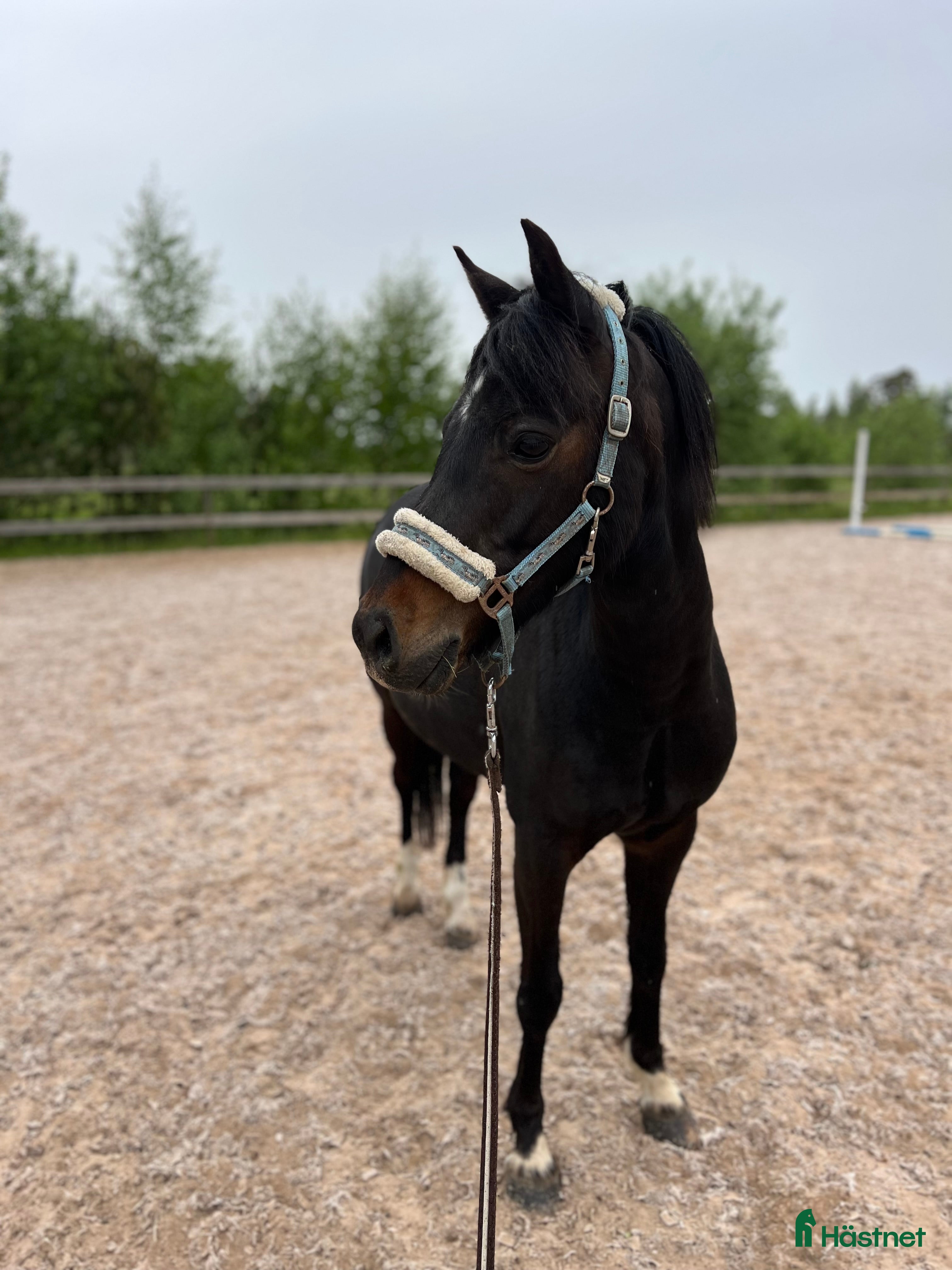  hästar Perfekt alltoundponny!  - Annons 18