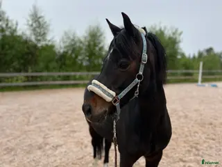 hästar Perfekt alltoundponny! - Annons 18