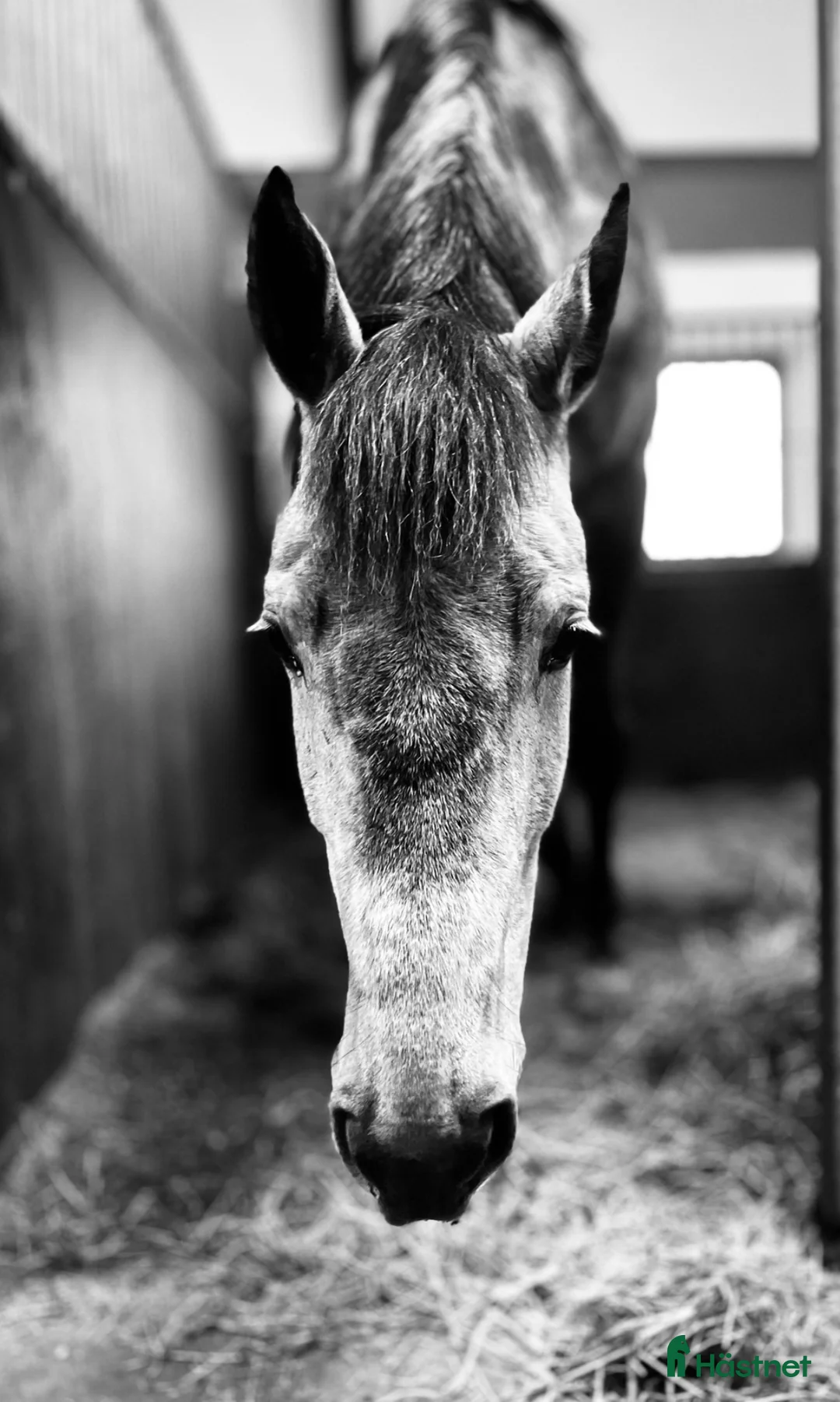 Allround hästar till salu: Trevligt Swb sto - Annons 1
