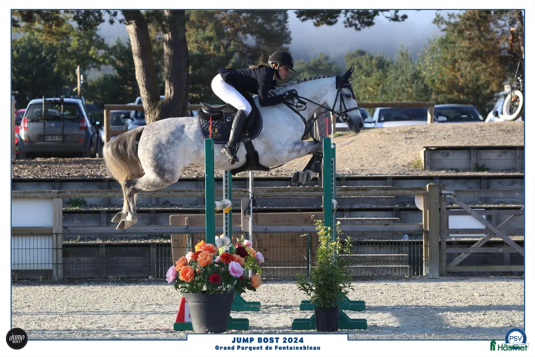 Hoppning hästar till salu: 148 Big Tracks ponies at Gateau Stables France - Annons 2