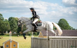 Fälttävlan hästar till salu: Erfaren Fälttävlans- & hopp ponny  i Vallentuna - Annons 2