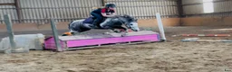 Allround hästar till salu: 6yo gelding 128cm - Annons 5