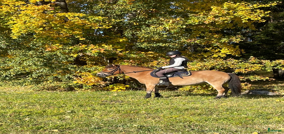 Galleribild {{count}}