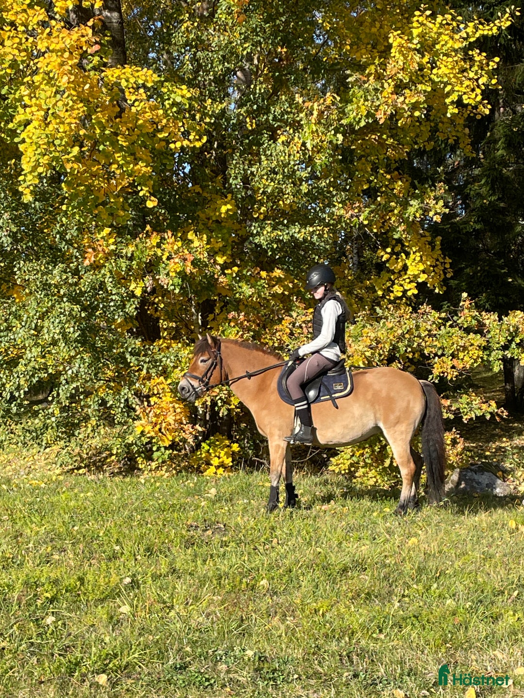 Galleribild {{count}}