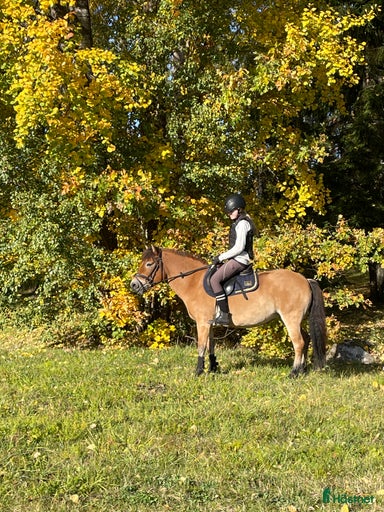 Galleribild {{count}}