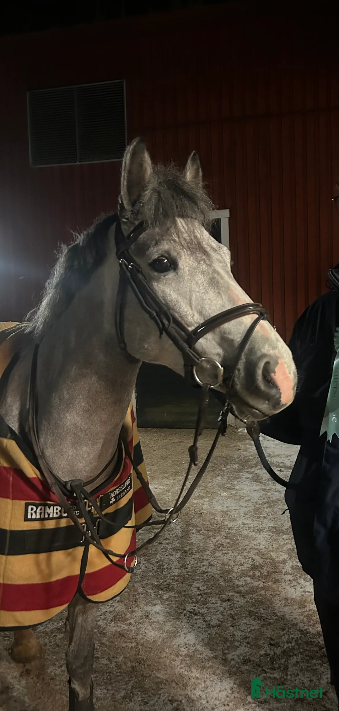 Hoppning hästar till salu: En ponny du har roligt med varje dag oavsett gren. i Arboga - Annons 2