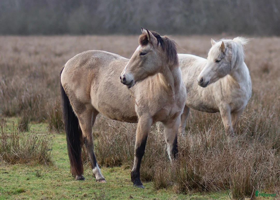 Allround hästar till salu: Två ston 7 år - Annons 7