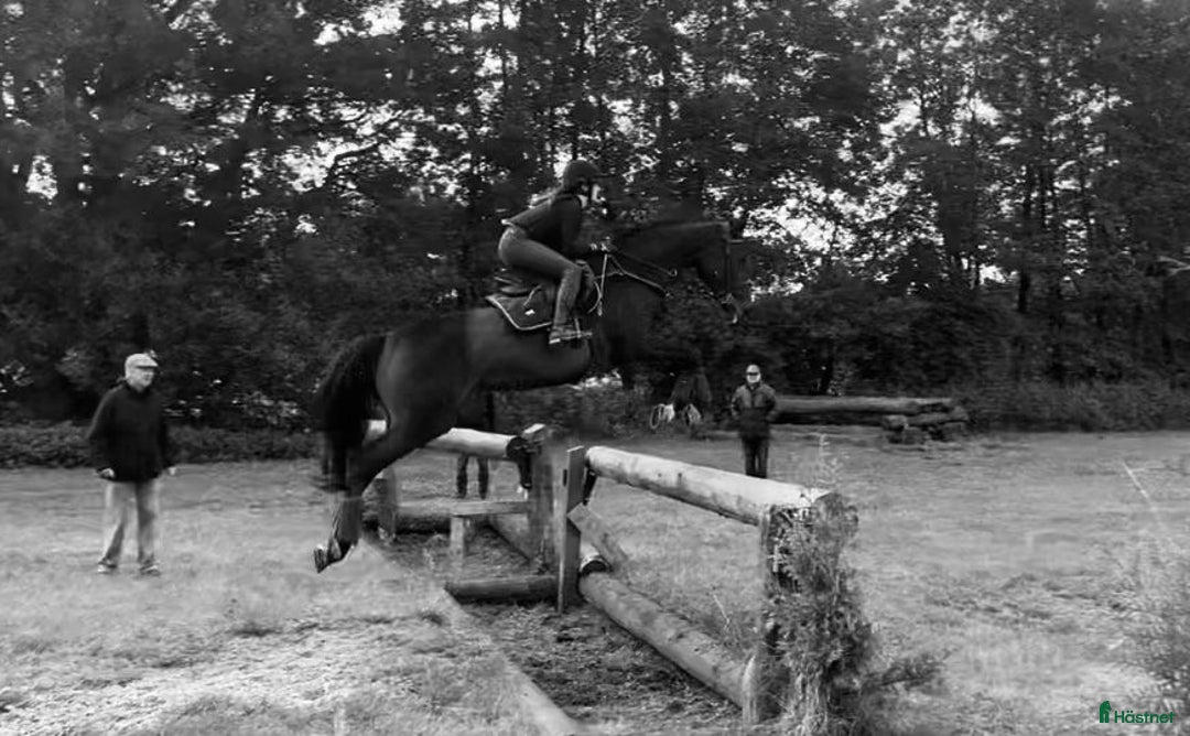 Hoppning hästar till salu: Fantastisk läromästare efter HipHop x Cortez🎖🤩 i Tollarp - Annons 2