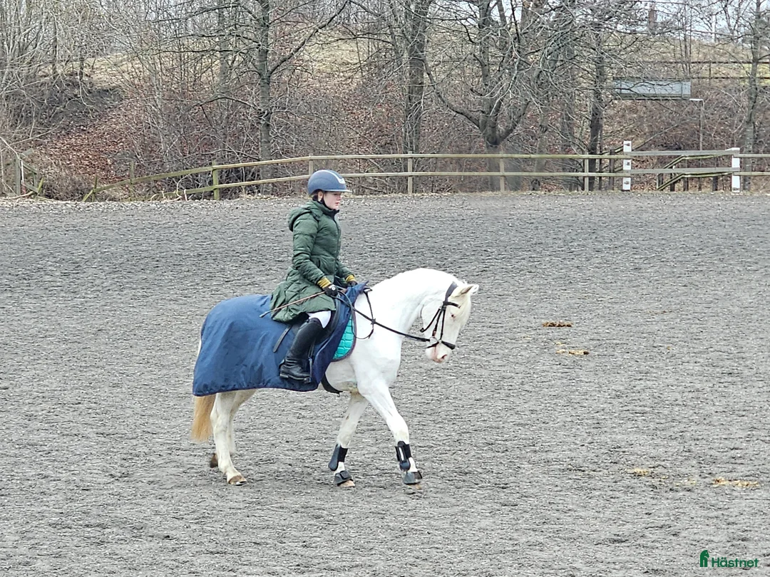 Allround hästar till salu: Speciell sportponny  - Annons 2