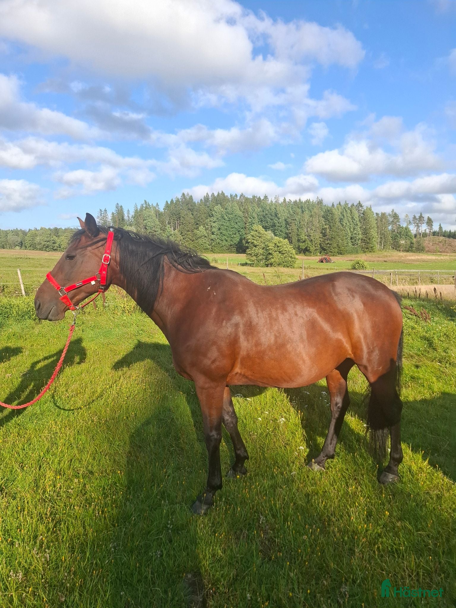  hästar Fantastiskt snällt sto för hobby ridning - Annons 1