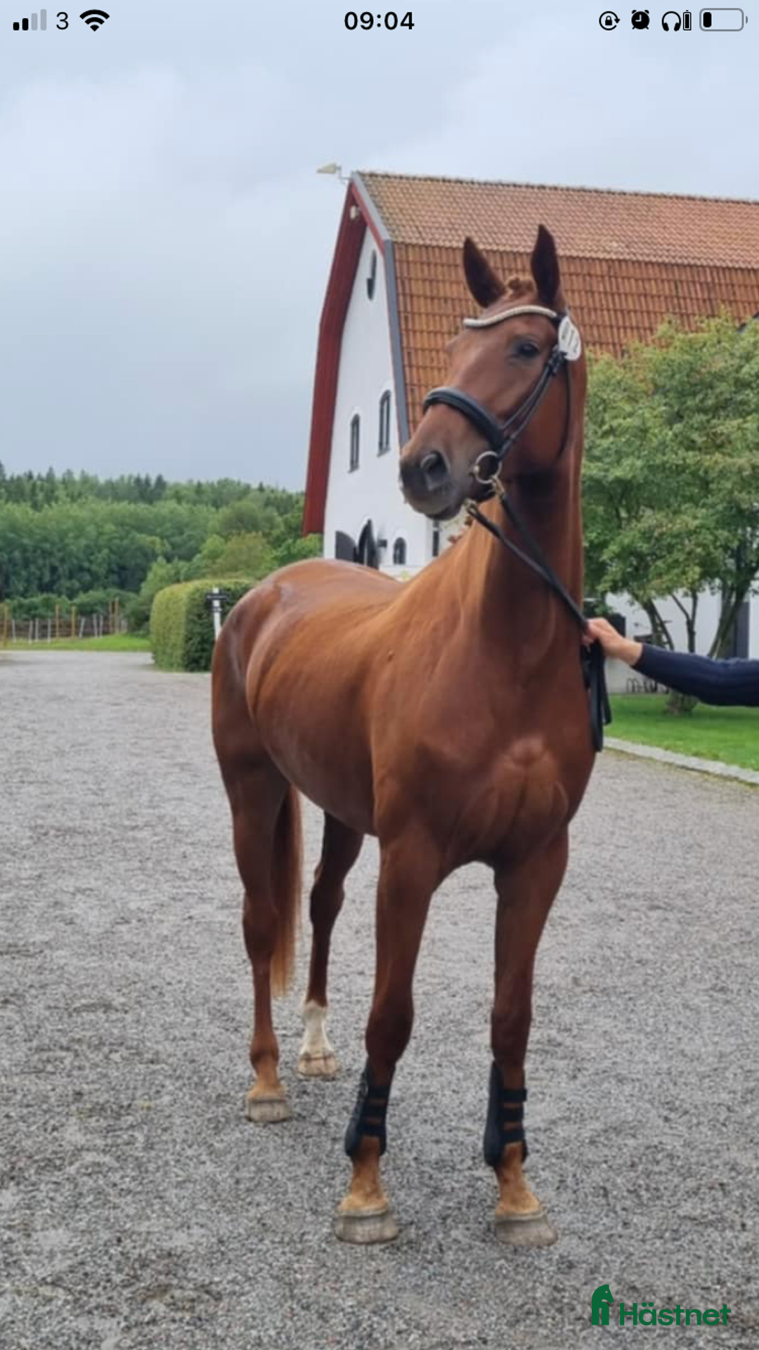 Dressyr hästar till salu: Snäll & lovande dressyrhäst Diplomsto i Tobo - Annons 5