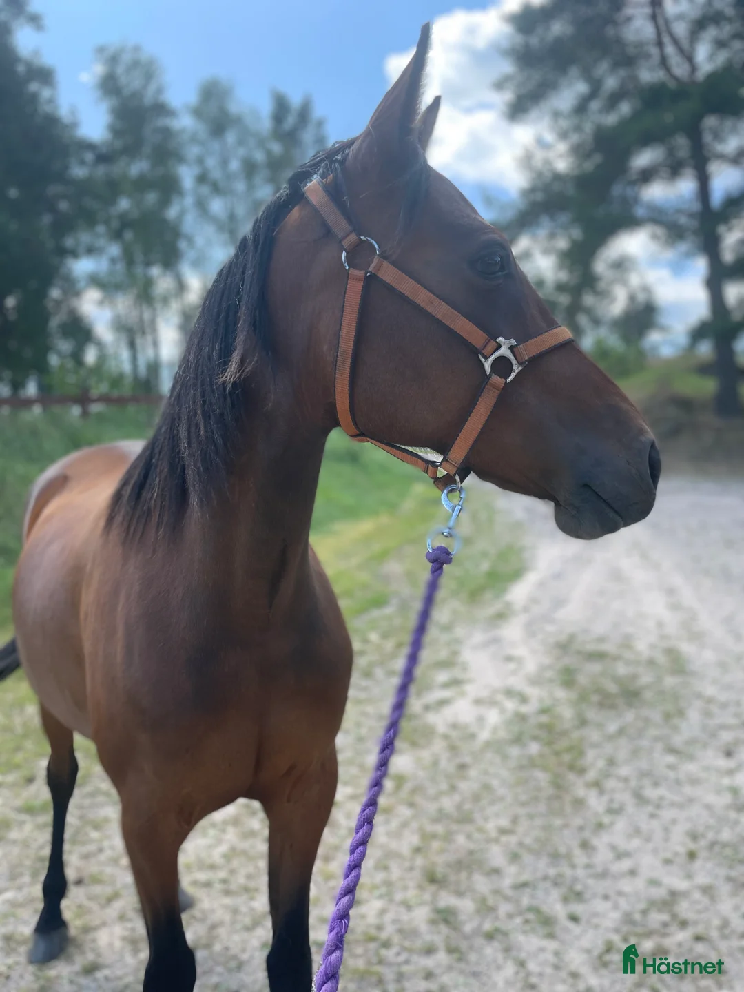 Allround hästar till salu: Dräktigt sto - Annons 3