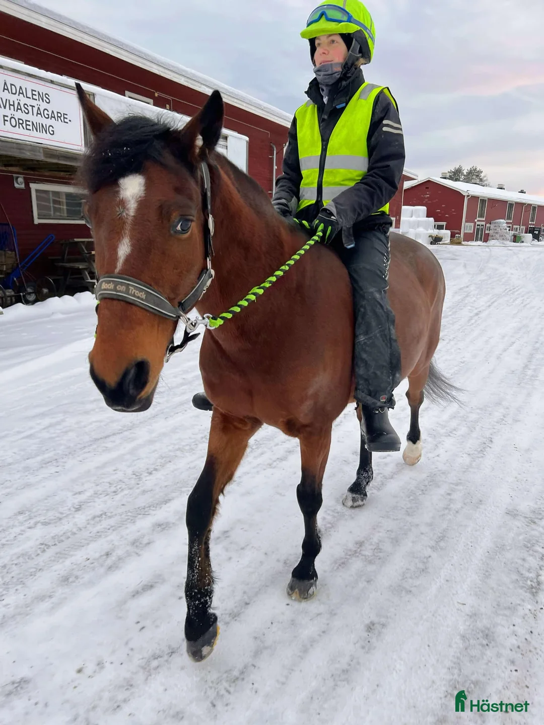 Allround hästar till salu: Charmig kille söker  en  fodervärd/halvfodervärd - Annons 4