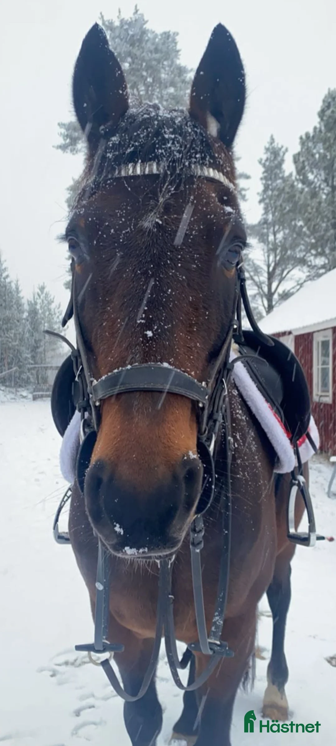 Allround hästar till salu: Intressekoll på finaste Lucky 💕 (Ev. Säljes) i Boden - Annons 7