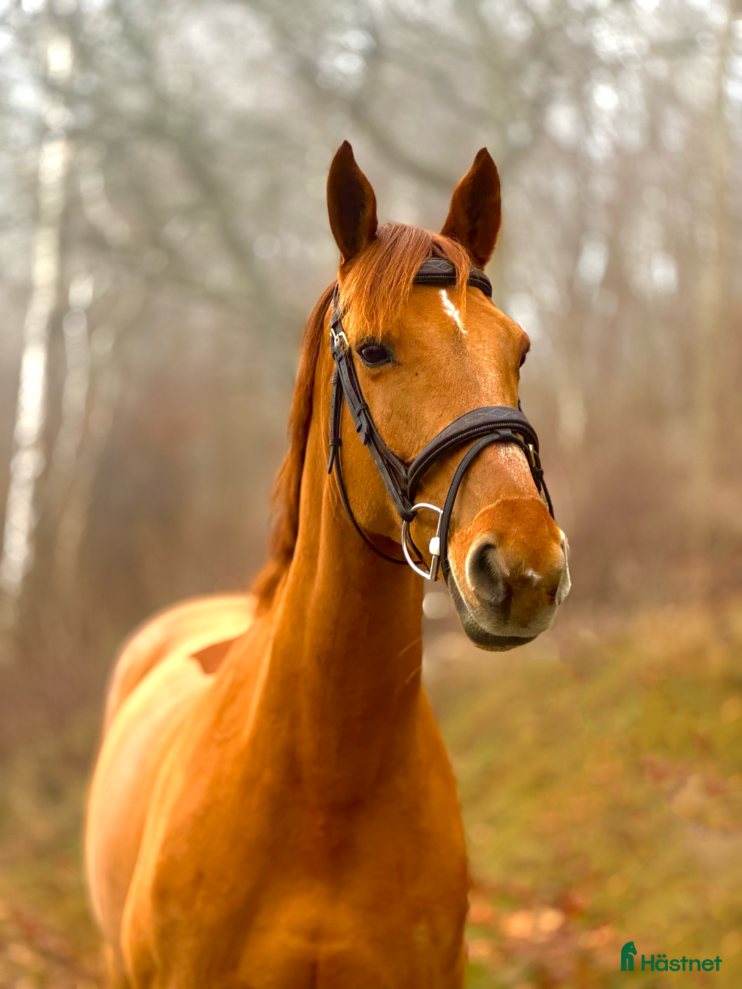 Hoppning hästar till salu: Bästa kompis/ Läromästare  i Fjärås - Annons 1