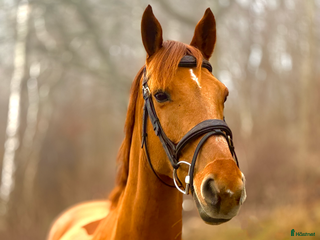 hästar Bästa kompis/ Läromästare i Fjärås - Annons 18