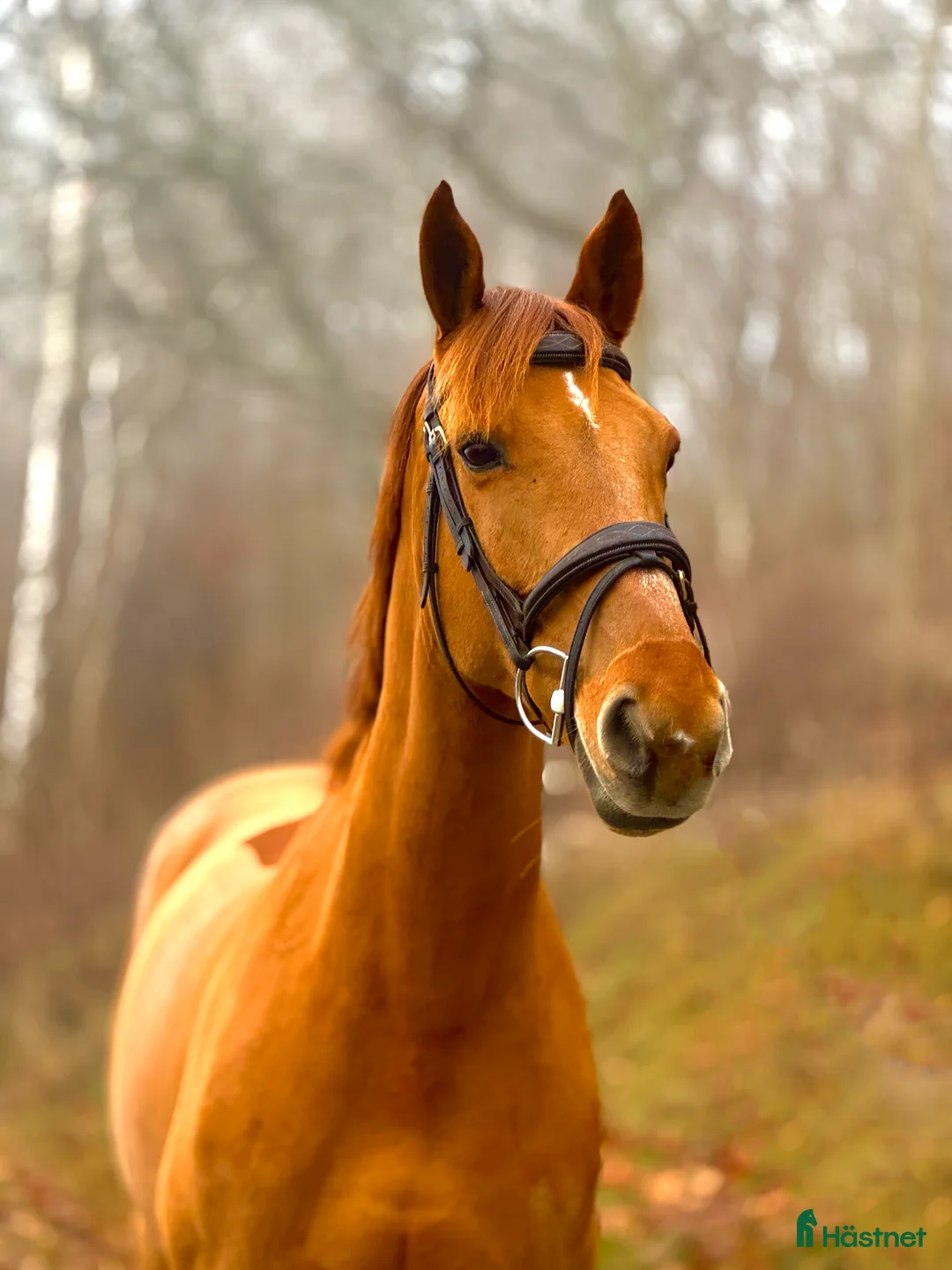Hoppning hästar till salu: Bästa kompis/ Läromästare  - Annons 1