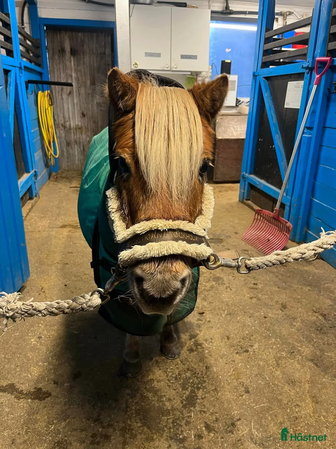  medryttarhäst finnes: Medryttare/skötare sökes i Vallentuna - Annons 2