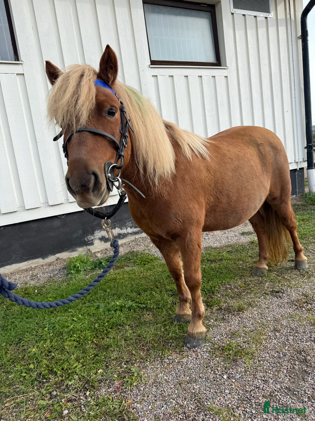 Allround hästar till salu: Ottie vill ha en för alltid kompis - Annons 2