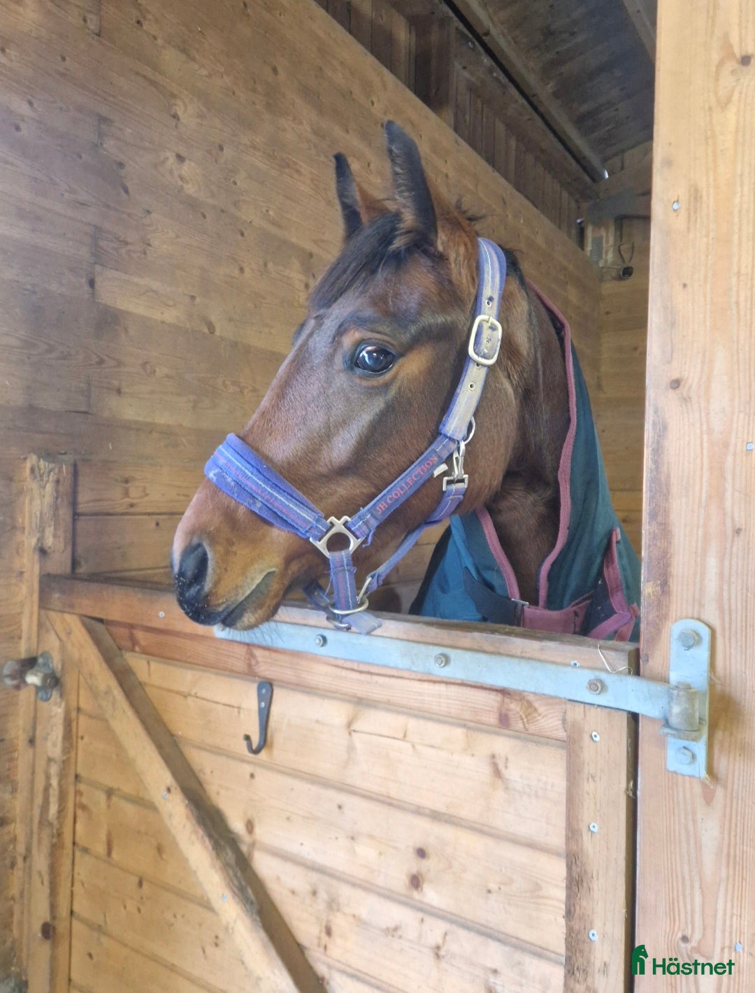  hästar Swb/newforest Svenskfödd D-ponny  - Annons 14