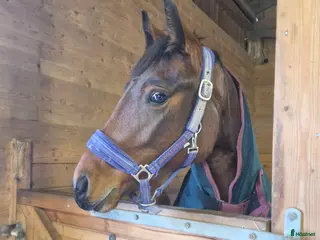 hästar Swb/newforest Svenskfödd D-ponny - Annons 20