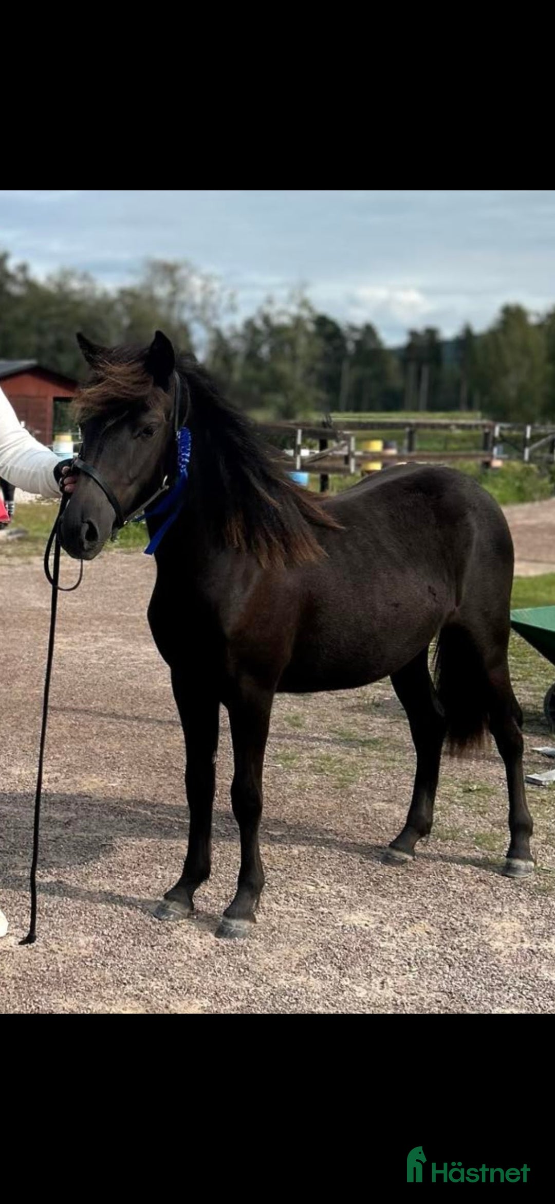  hästar Russvalack med fin travstam i Rättvik - Annons 5