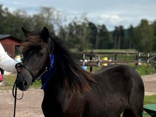 hästar Russvalack med fin travstam i Rättvik - Annons 5