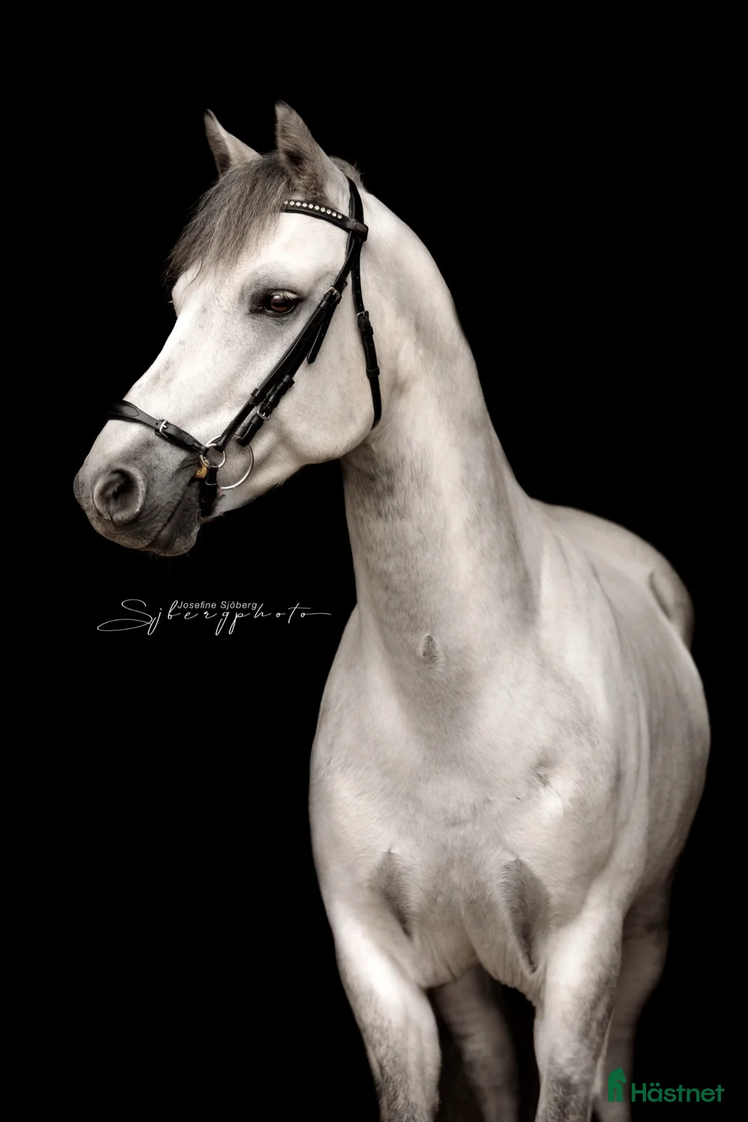 Hoppning hästar till salu: Supersnygg Connemaraponny - Annons 1