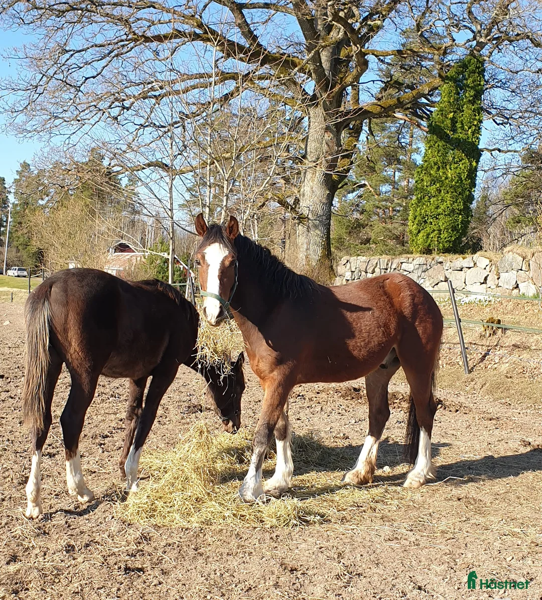  hästgårdar till salu: Fin hästgård 15 km norr om Örebro - Annons 6