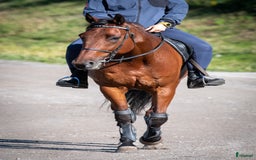 Allround hästar till salu: Snällt varmblod söker nytt hem i Hudiksvall - Bild 5
