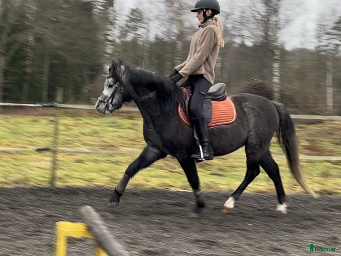 Allround hästar till salu: Sockersöt riden welshponny 3 år i Nybro - Annons 1