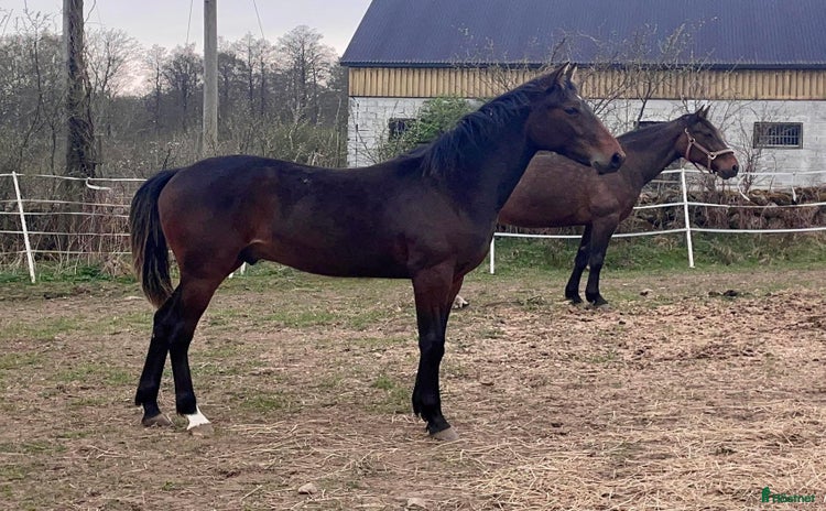  hästar i Skurup - Annons 3