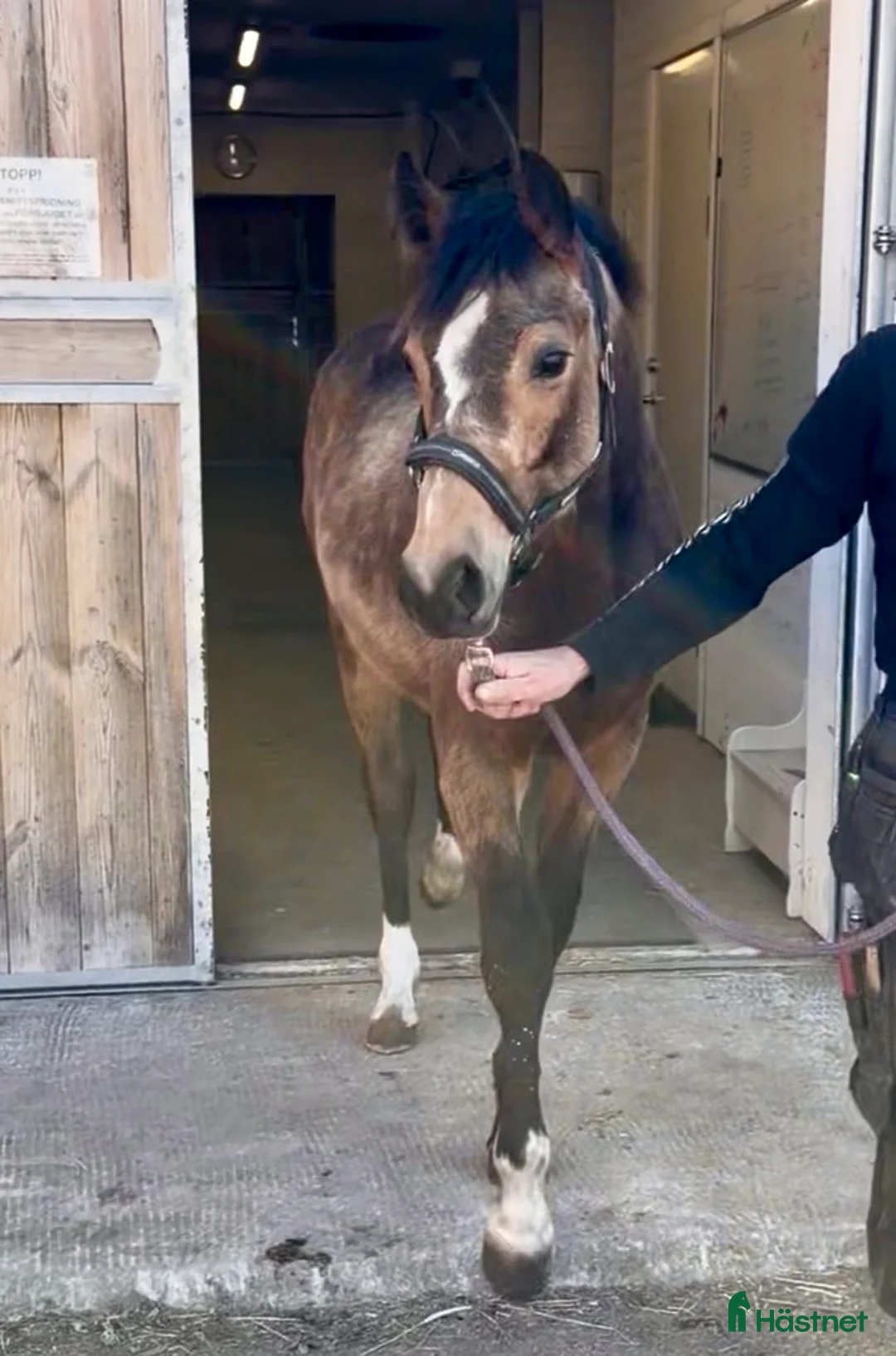 Hoppning hästar till salu: 1-åringar med prestationsstam i Vetlanda - Annons 2