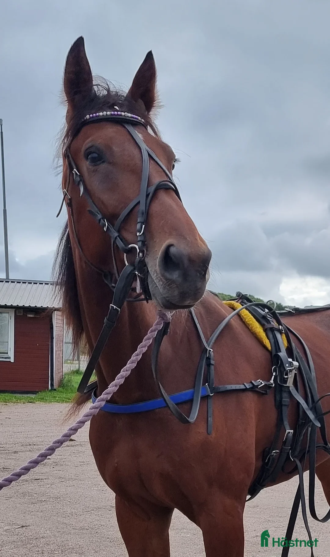 Galleribild {{count}}