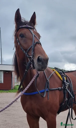 Galleribild {{count}}