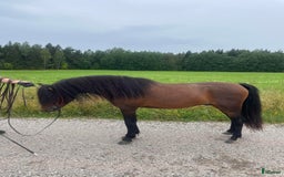 Avel hästar till salu: Välstammad avelshingst söker nytt hem! i Skinnskatteberg - Bild 2