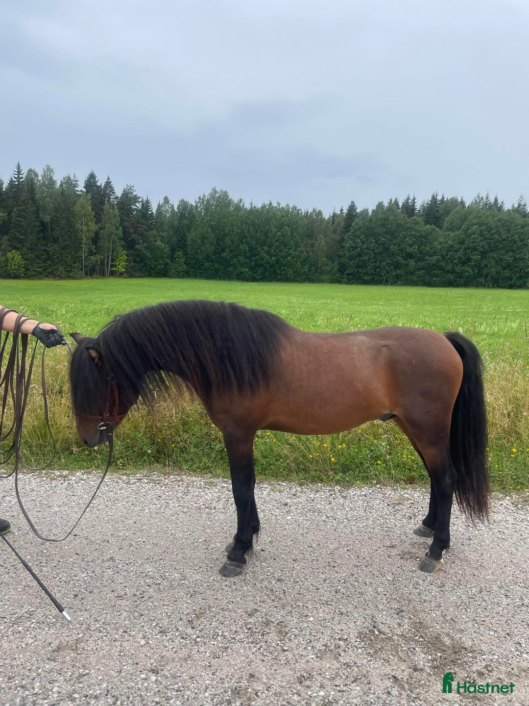 Avel hästar till salu: Välstammad avelshingst söker nytt hem! i Skinnskatteberg - Bild 2