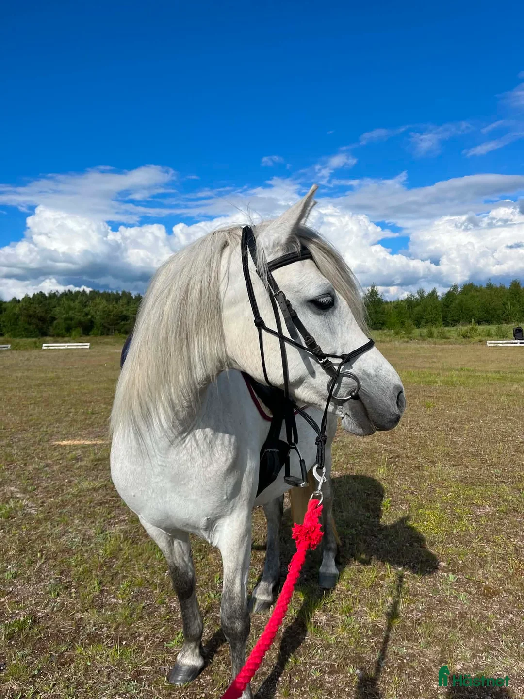 Allround hästar till salu: Fin ponny med hopptalang  - Annons 2