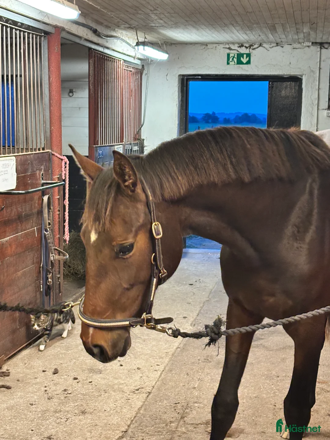 Hoppning hästar till salu: Härligt ungsto!  - Annons 5