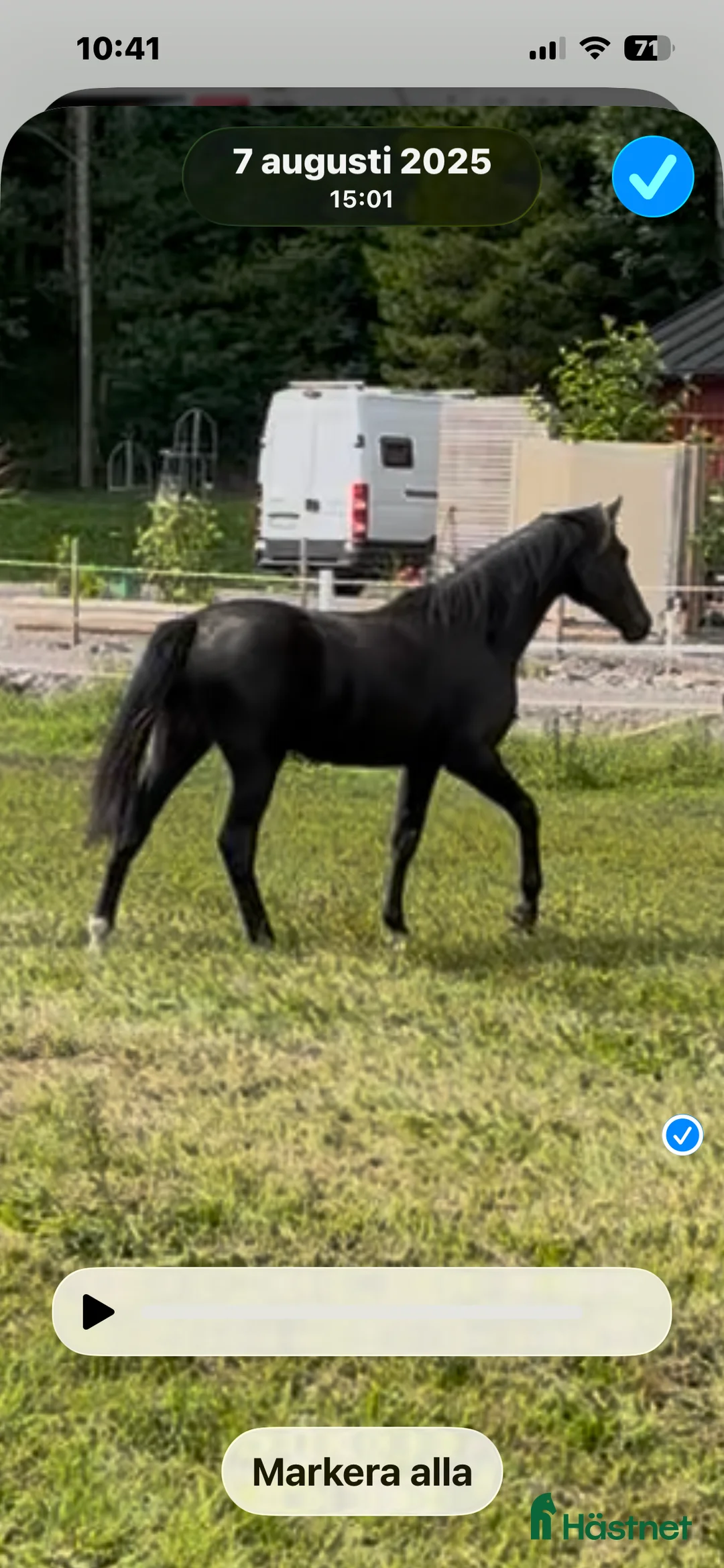 Dressyr hästar till salu: Svart sto svårklassmöderne - Annons 2