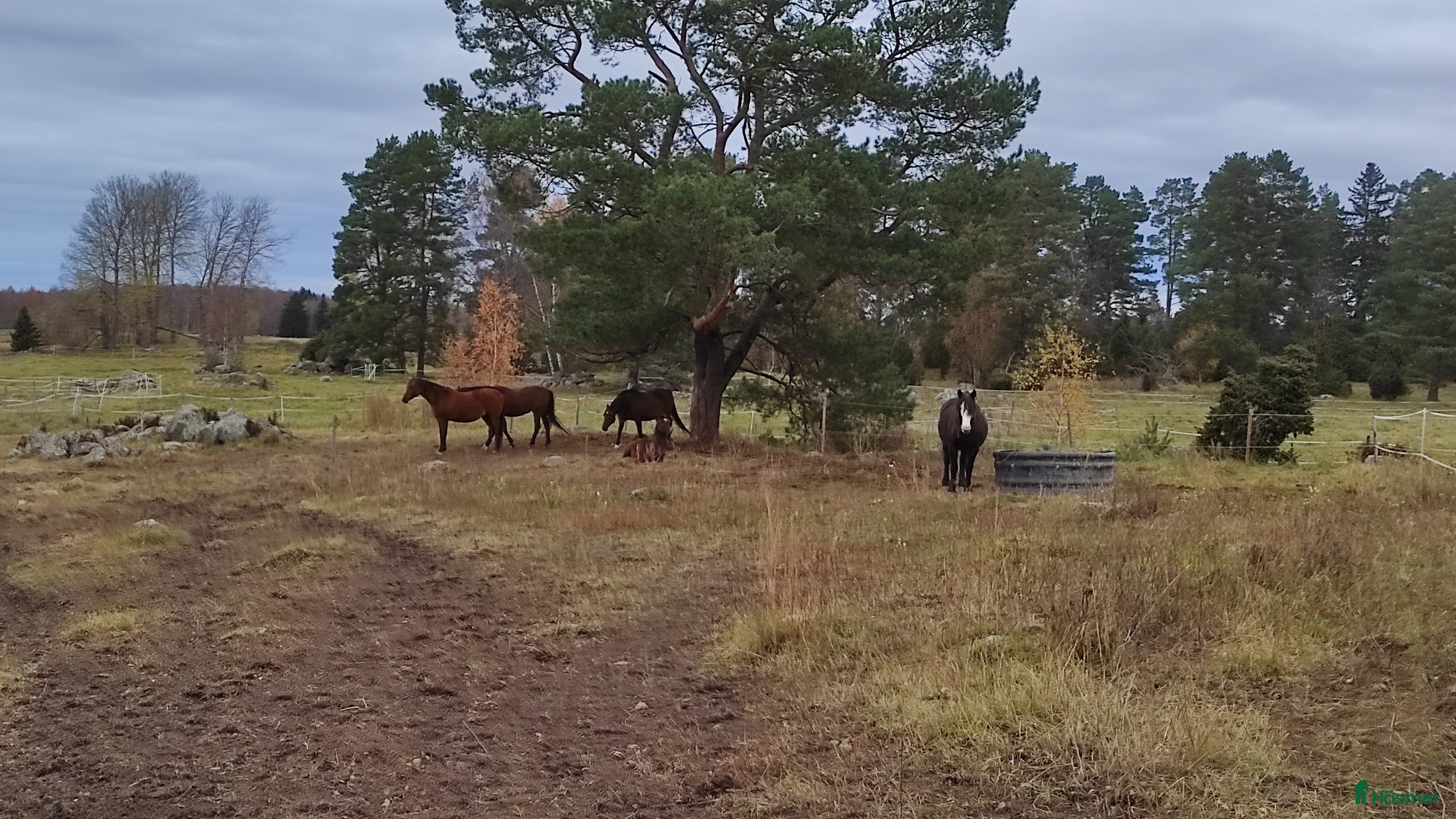  stallplats Lösdrift för ston utanför Bälinge  i Bälinge - Annons 3