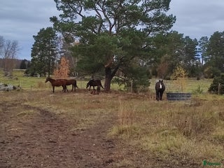 stallplats Lösdrift för ston utanför Bälinge i Bälinge - Annons 17