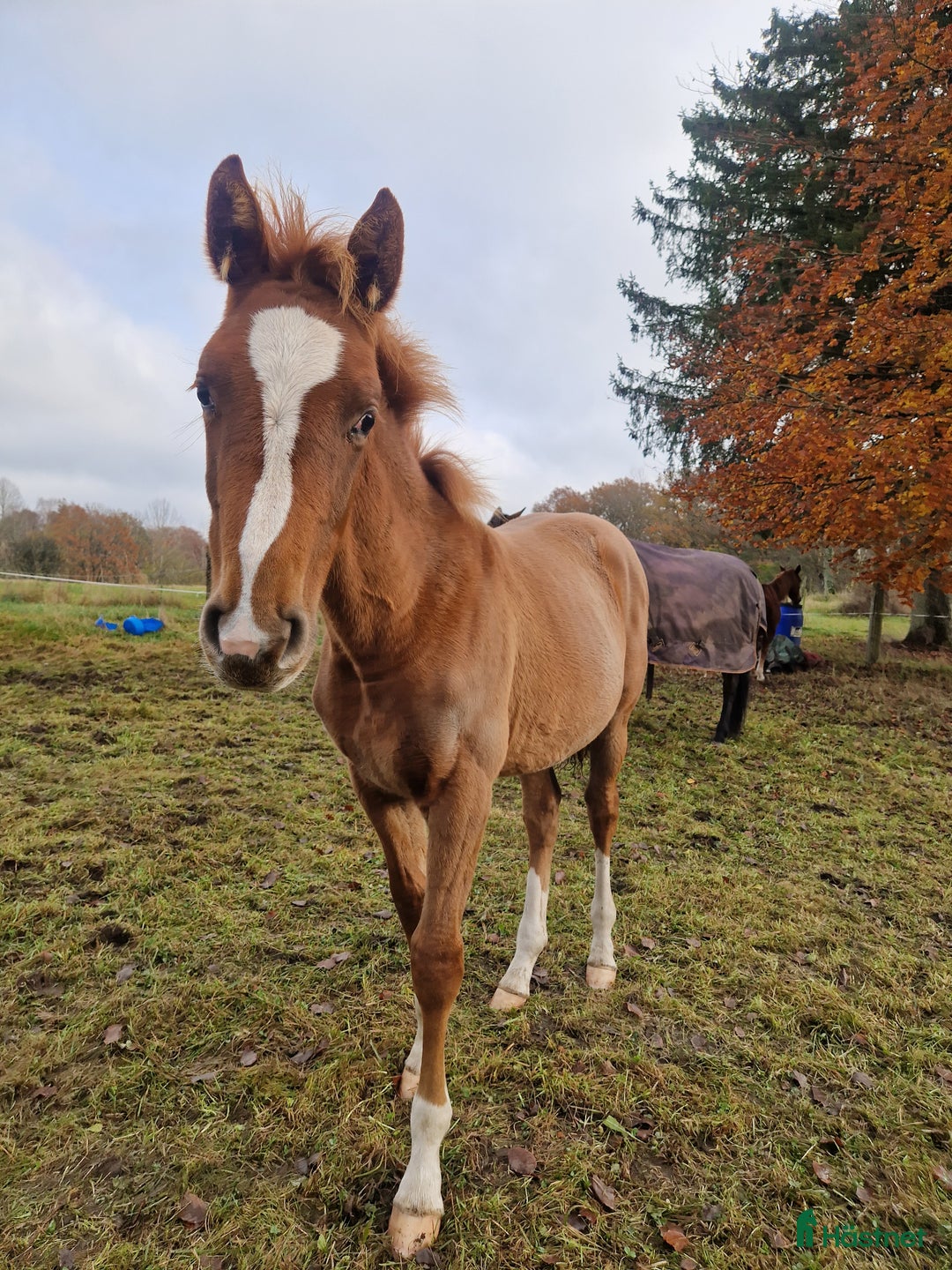 Hoppning hästar till salu: Framtidsämne  i Hässleholm - Annons 2