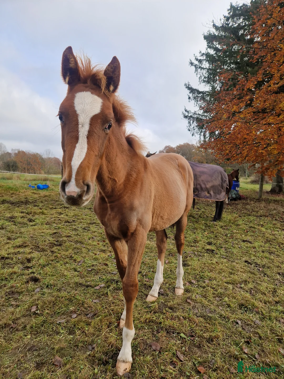 Hoppning hästar till salu: Framtidsämne  i Hässleholm - Annons 2